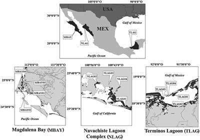 Comparison of Phenolic and Flavonoid Content and Antioxidant and Chelating Activities of Rhizophora mangle in Different Anthropogenically-Polluted Coastal Lagoons